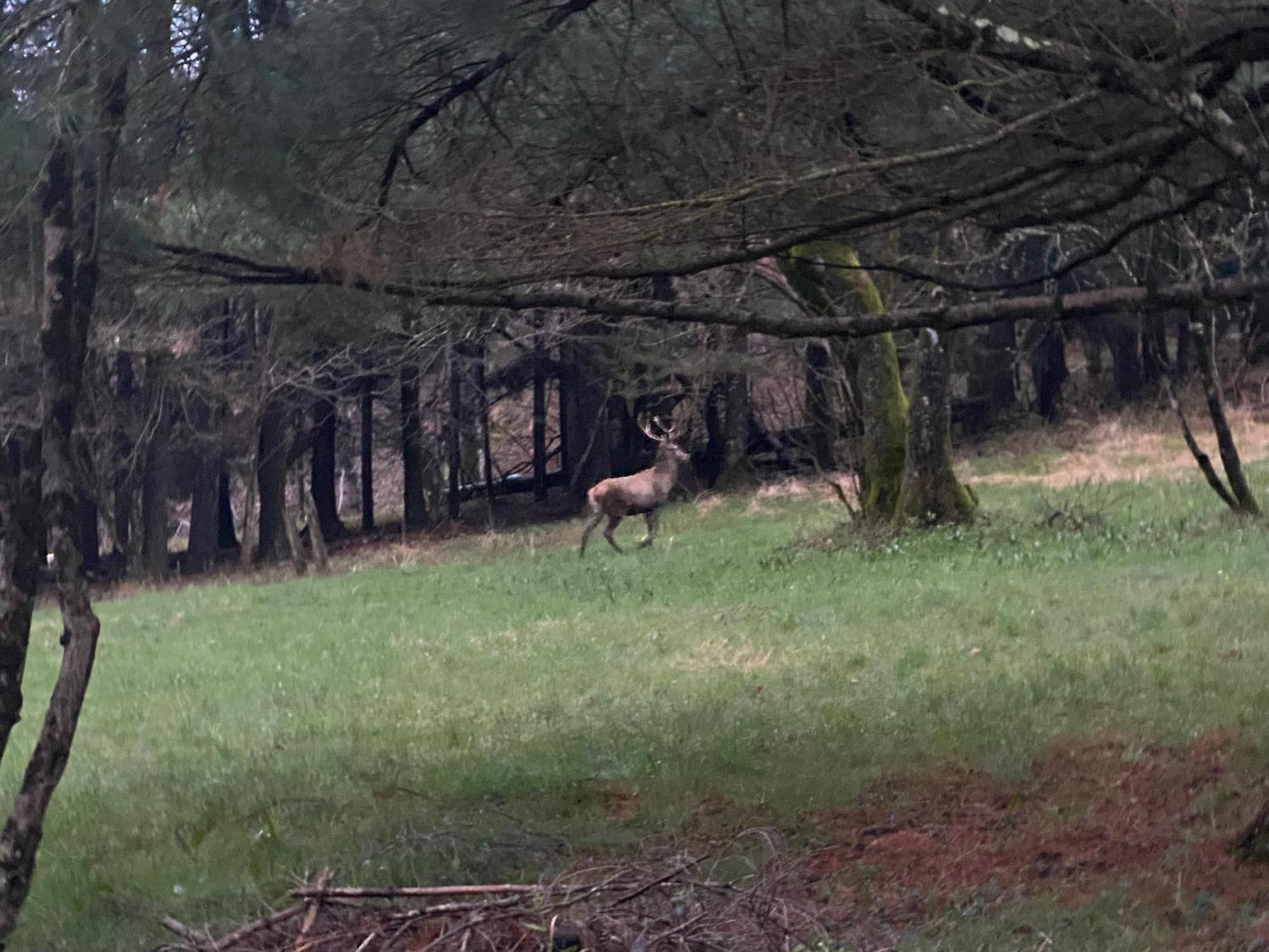 B&B La Locanda Del Cinghiale Aurano Eksteriør billede
